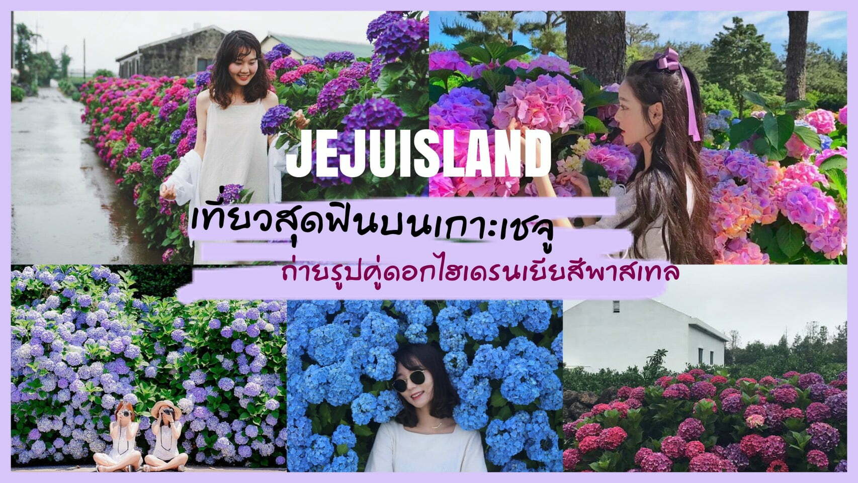 ทัวร์เกาหลี – เที่ยวสุดฟินบนเกาะเชจู ถ่ายรูปคู่ดอกไฮเดรนเยียสีพาสเทล